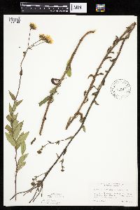 Hieracium umbellatum image
