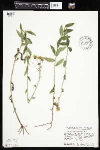 Hieracium umbellatum image