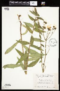 Hieracium umbellatum image