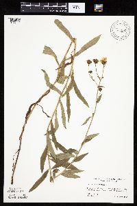 Hieracium umbellatum image