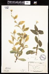 Hieracium umbellatum image