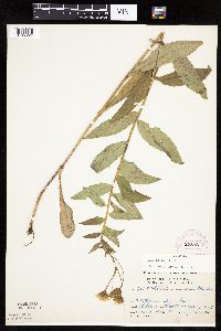 Hieracium umbellatum image