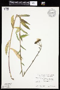 Hieracium umbellatum image