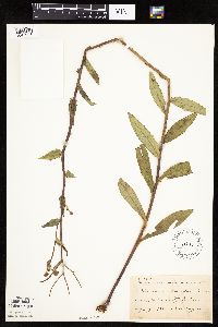 Hieracium umbellatum image
