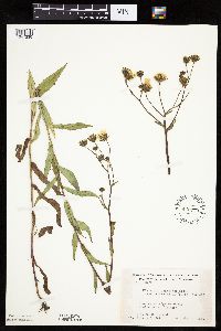 Hieracium umbellatum image
