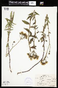 Hieracium umbellatum image