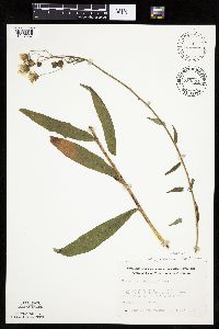 Hieracium umbellatum image