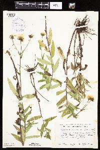 Image of Hieracium umbellatum
