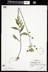 Hieracium umbellatum image