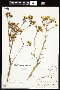 Hieracium umbellatum image