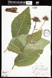 Inula helenium image