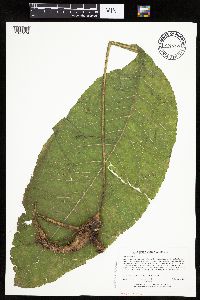 Inula helenium image