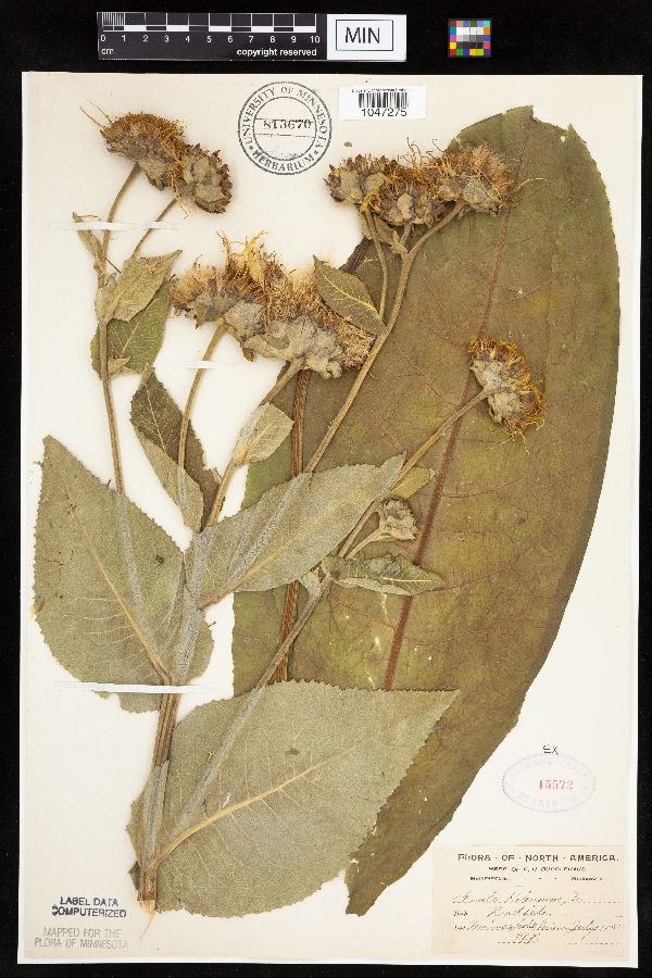 Inula helenium image