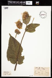 Inula helenium image