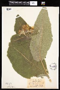 Inula helenium image