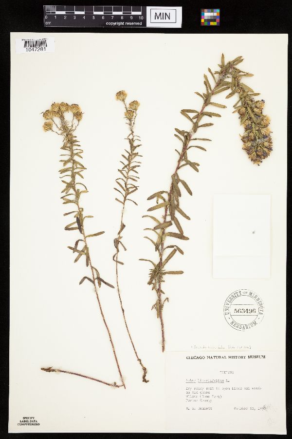 Ionactis linariifolia image