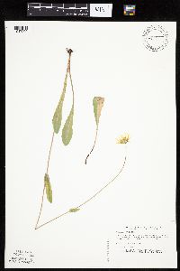 Krigia biflora image