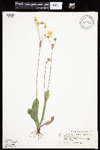 Krigia biflora image
