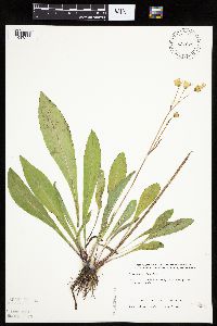 Krigia biflora image