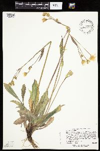 Krigia biflora image