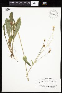 Krigia biflora image