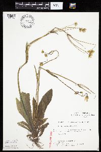 Krigia biflora image