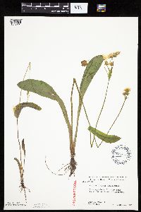 Krigia biflora image