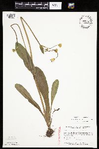 Krigia biflora image