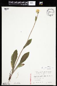 Krigia biflora image