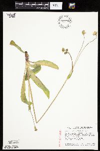 Krigia biflora image