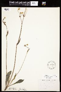 Krigia biflora image