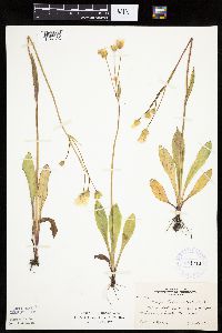 Krigia biflora image