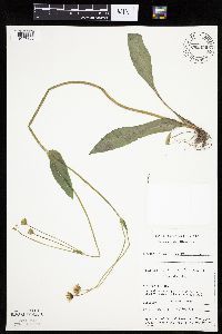 Krigia biflora image