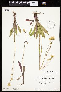 Krigia biflora image