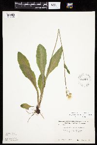 Krigia biflora image