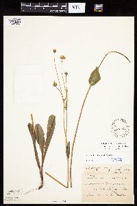 Krigia biflora image