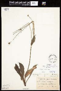 Krigia biflora image