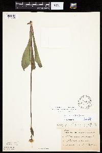 Krigia biflora image