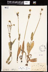 Krigia biflora image