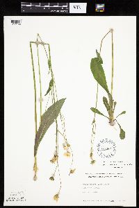 Krigia biflora image