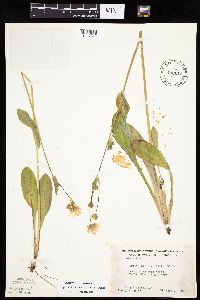 Krigia biflora image