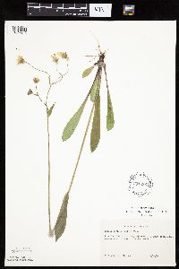 Krigia biflora image