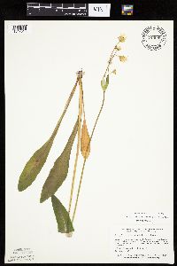 Krigia biflora image