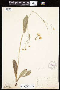 Krigia biflora image