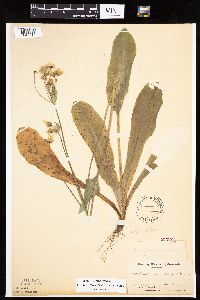 Krigia biflora image