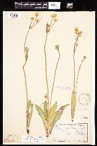 Krigia biflora image
