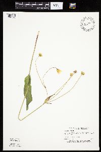 Krigia biflora image