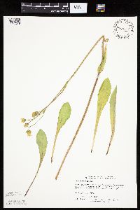 Krigia biflora image