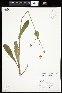 Krigia biflora image