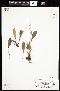 Krigia biflora image